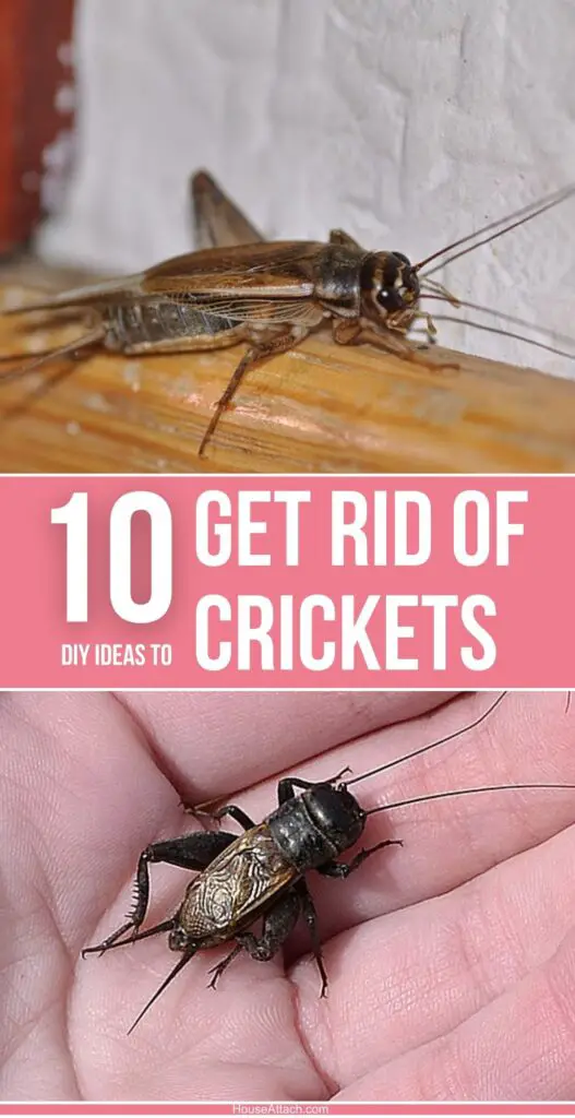 How to Get Rid of Crickets in the House and Outside