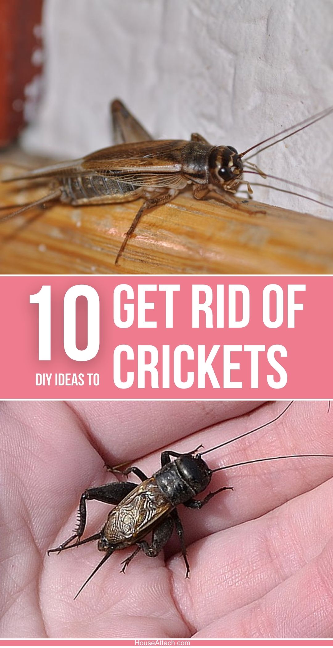 How to Get Rid of Crickets from Your Home and Garden