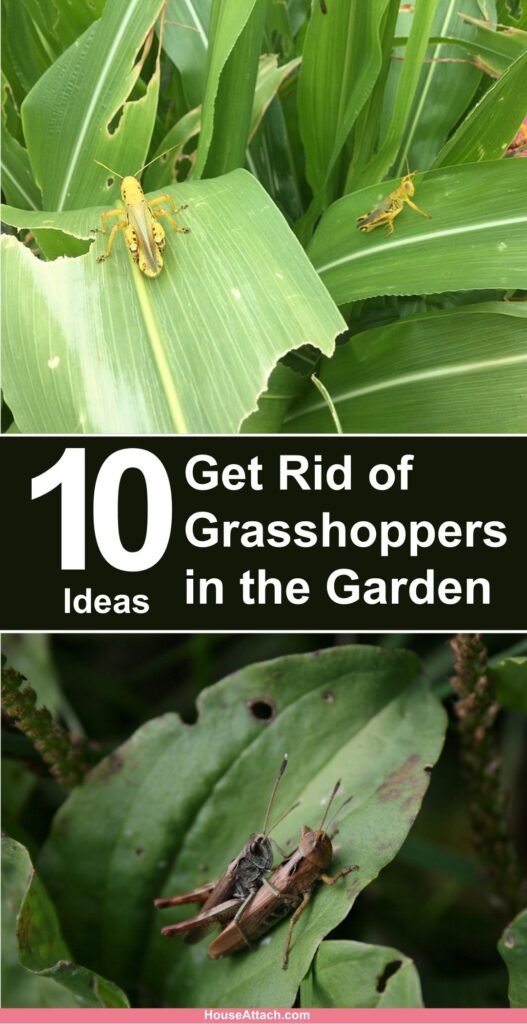 How to Get Rid of Grasshoppers in the Garden