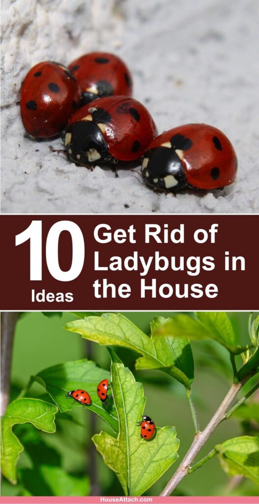 How to Get Rid of Ladybugs in the House