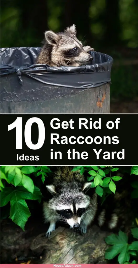 How to Get Rid of Raccoons in the Yard