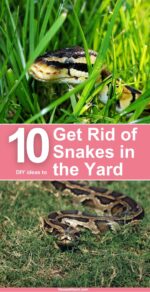 How to Get Rid of Snakes in the Yard