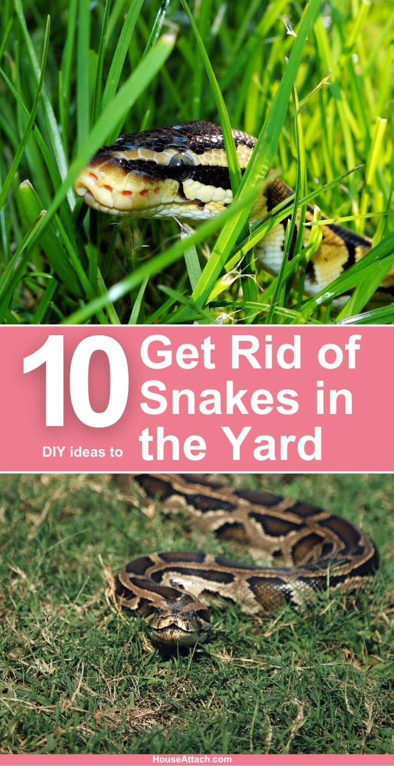 How To Get Rid Of Snakes In The Yard