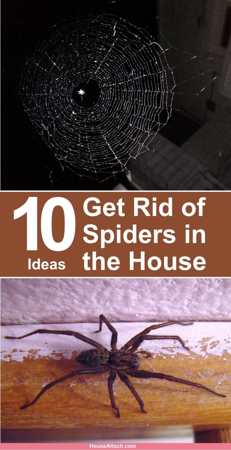 How to Get Rid of Spiders in the House and Garden