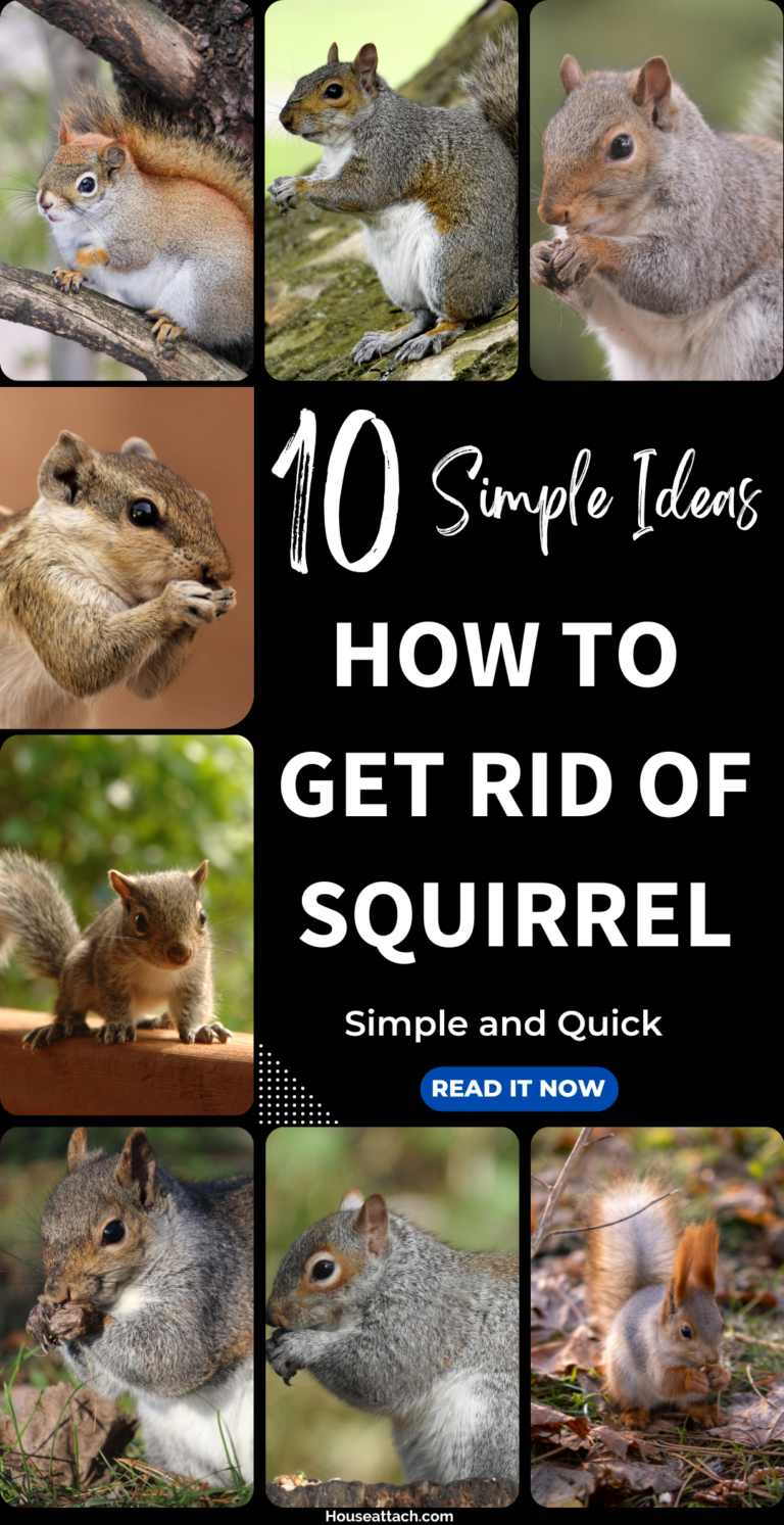 How to Get Rid of Squirrels from Your Home and Garden