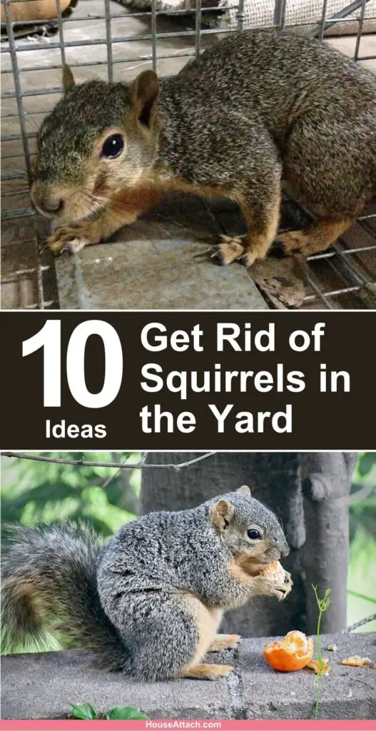 How to Get Rid of Squirrels in the Yard