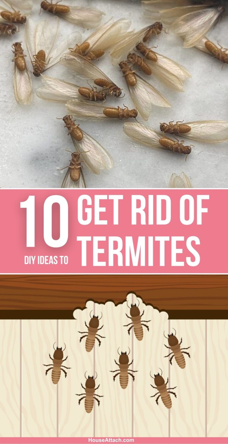 How to Get Rid of Termites from Your Home and Garden