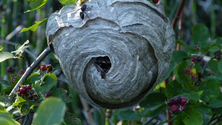 How to Get Rid of Wasp Nest in Tree