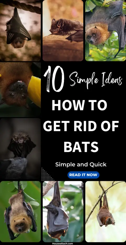 How to Get Rid of bats