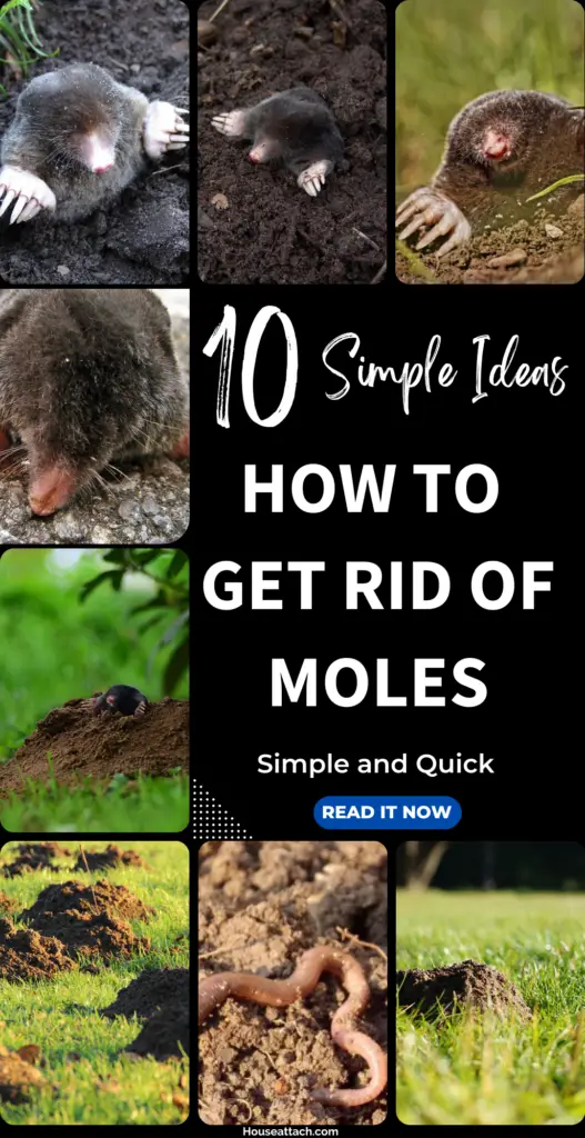 How to Get Rid of moles