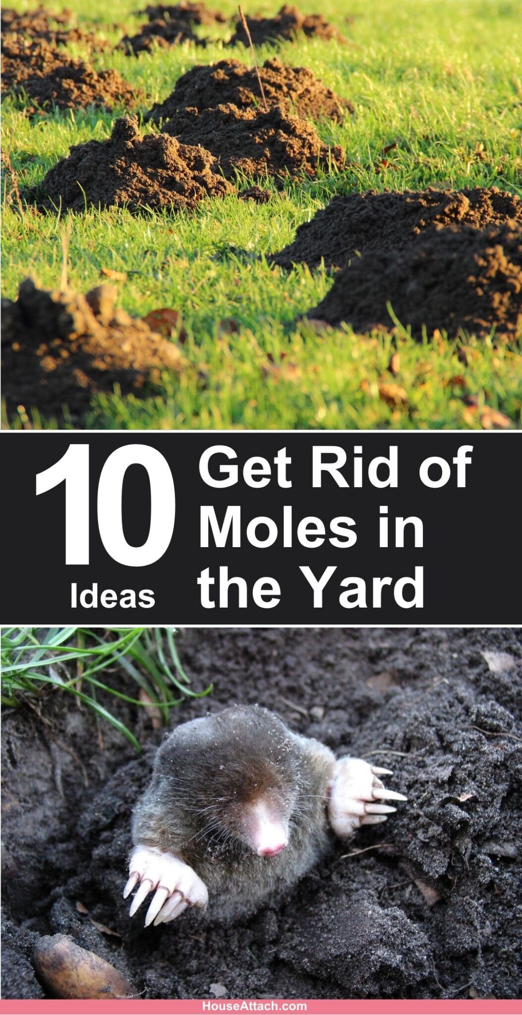 How to Get Rid of Moles in the Yard