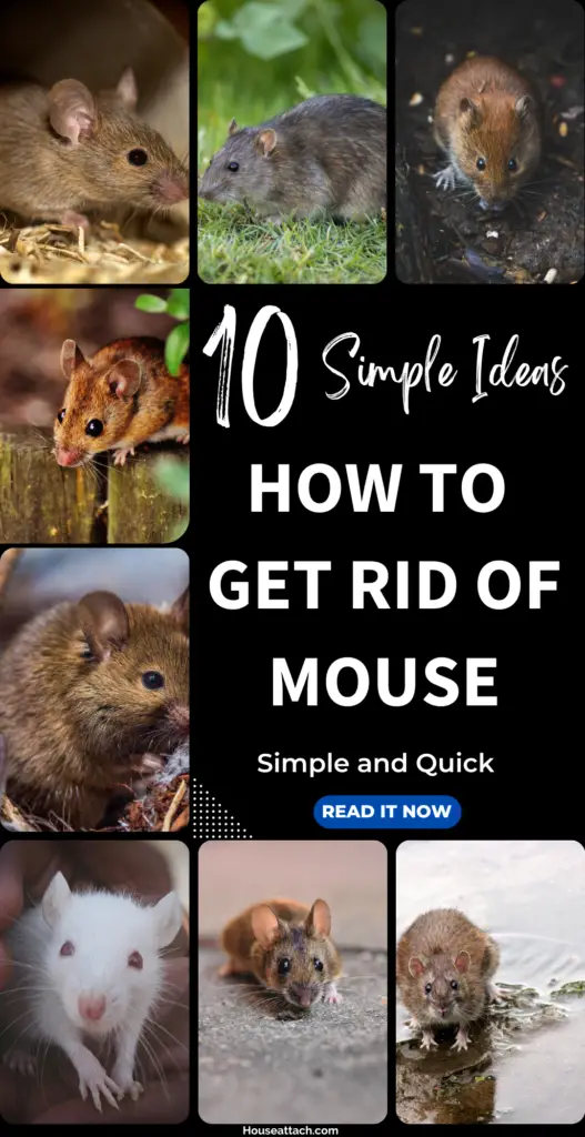 How to Get Rid of mouse