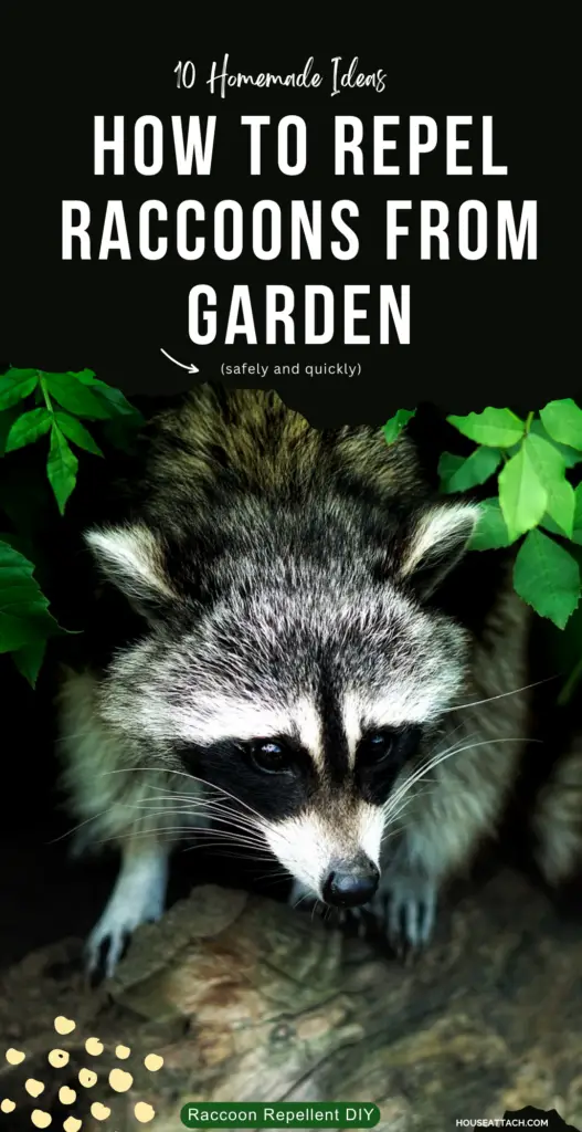 How to Repel raccoons from garden