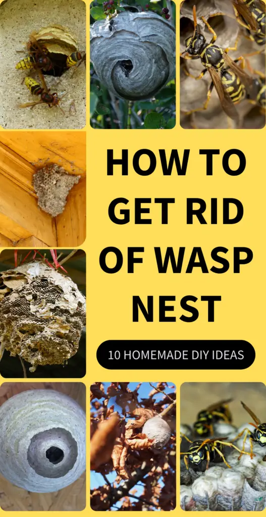 How to get rid of wasp nest