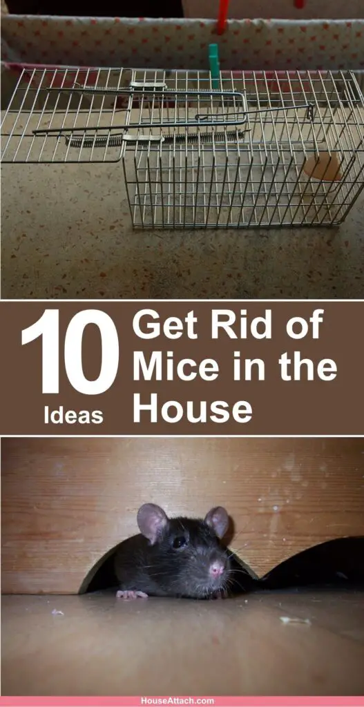 How toGet Rid of Mice in the House