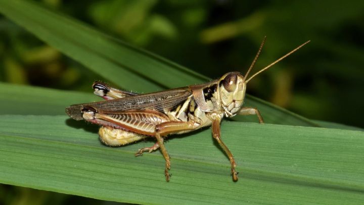 Other Ideas to Kill Grasshoppers