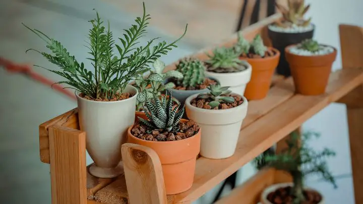 Plant Cacti Oasis in Your Corner Lot