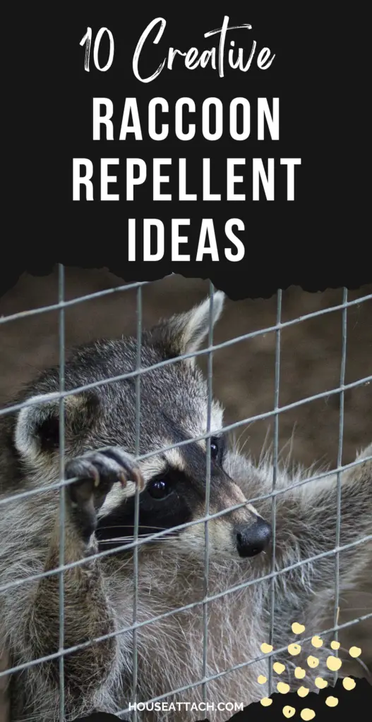 Raccoon repellent ideas