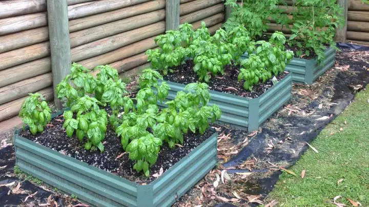Raised bed with mulch
