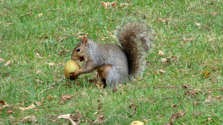 Remove The Food Sources of squirrels