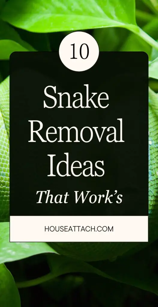 Snake Removal Ideas