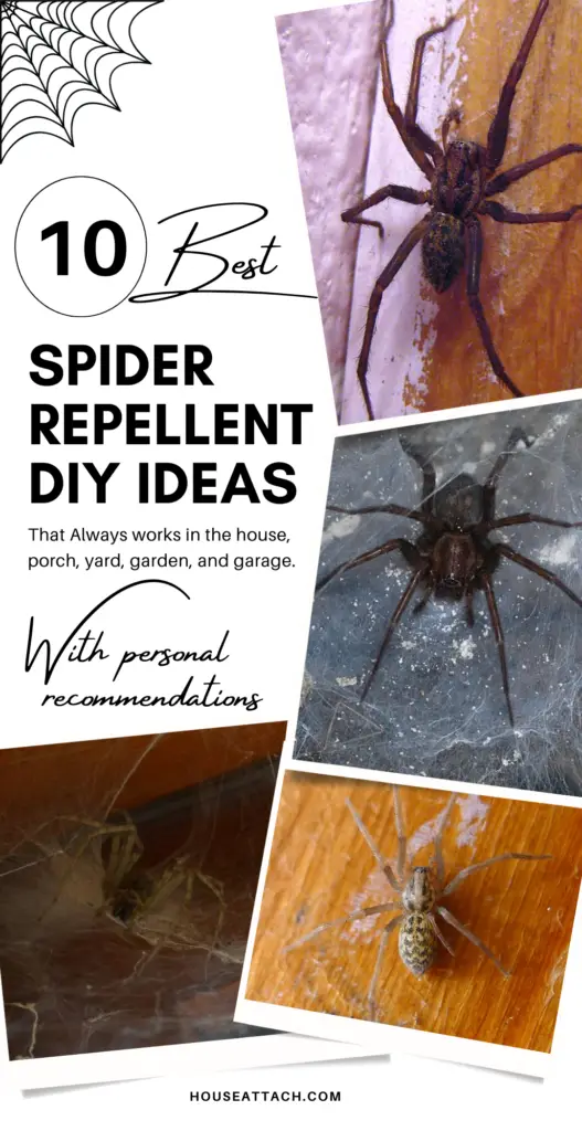 Spider repellent DIY ideas