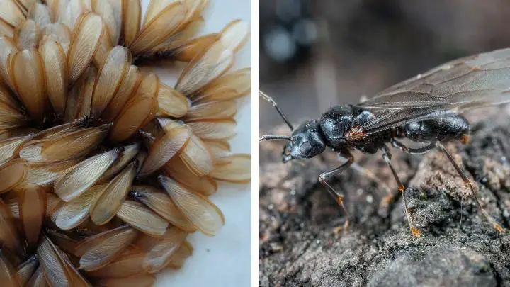 Termites vs Flying Ants