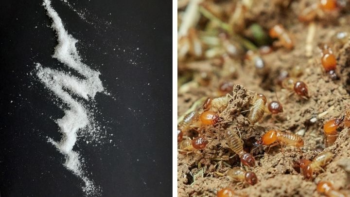 Use Diatomaceous Earth Powder to kill termites
