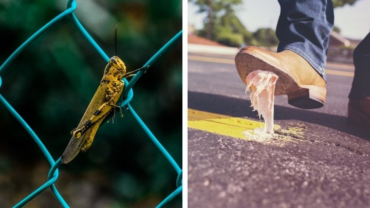 Use Some Glue Traps to kill crickets