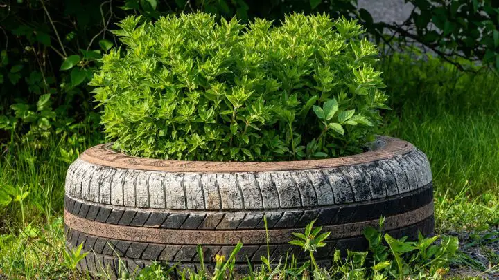 Use Your Old Car Tyres as Raised Flower Bed