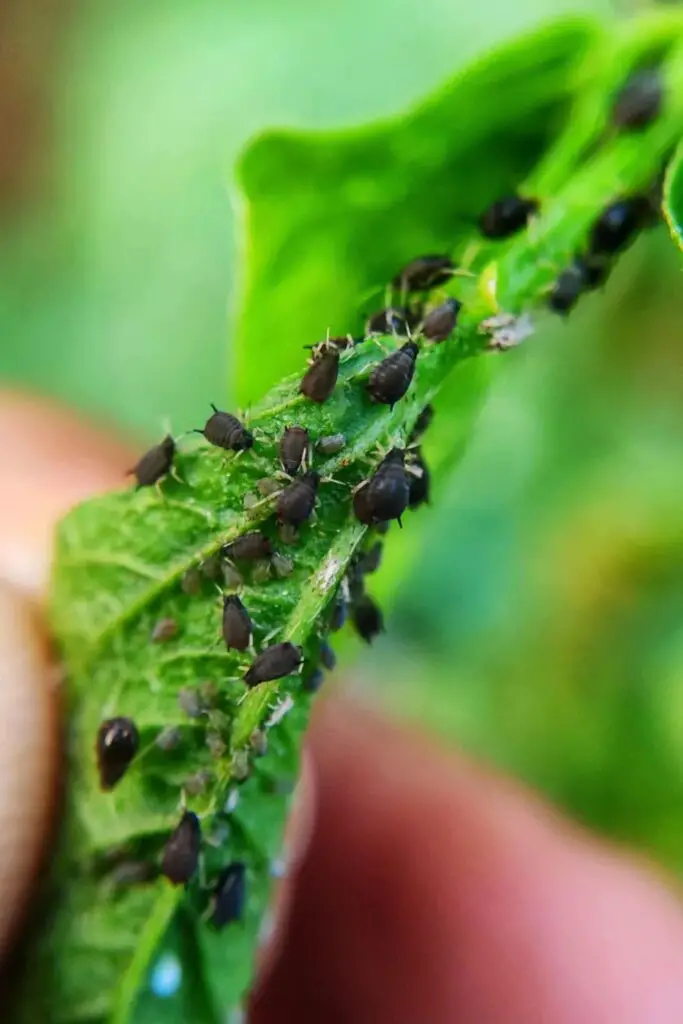 aphid on plant