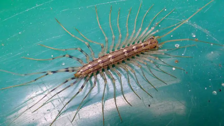 centipede in the house