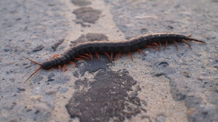 centipede in the yard