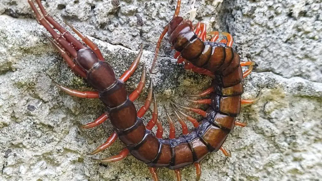 centipede on wall