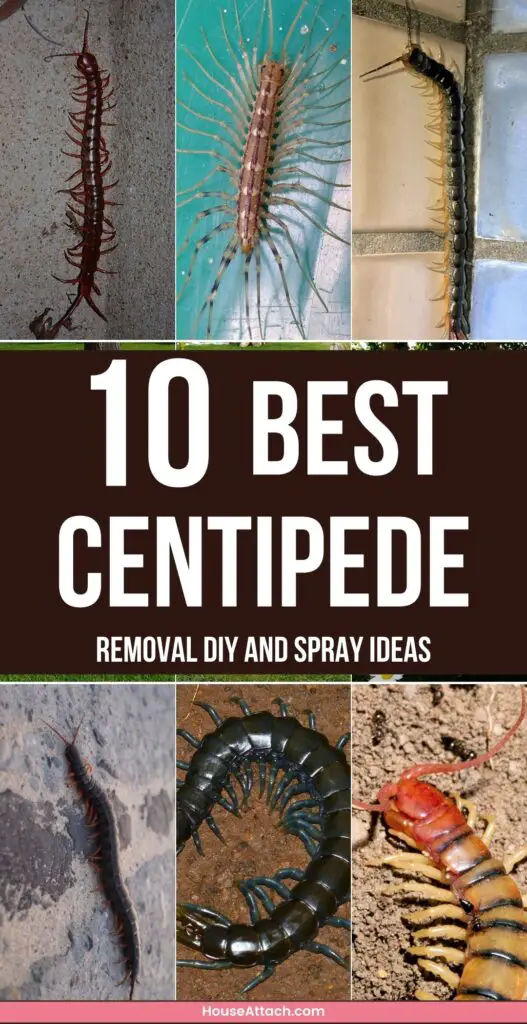 centipede removal DIY and Spray ideas