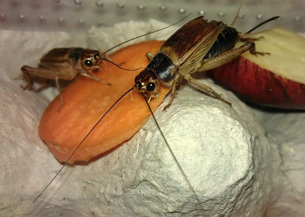 crickets eating