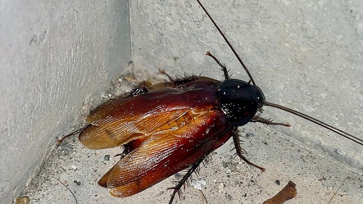 dead cockroach