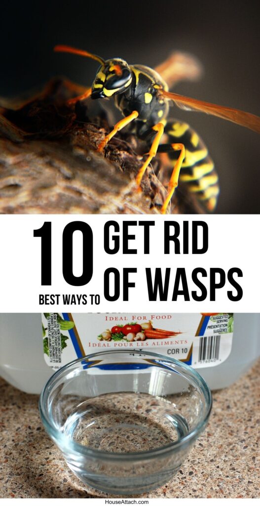get rid of wasps