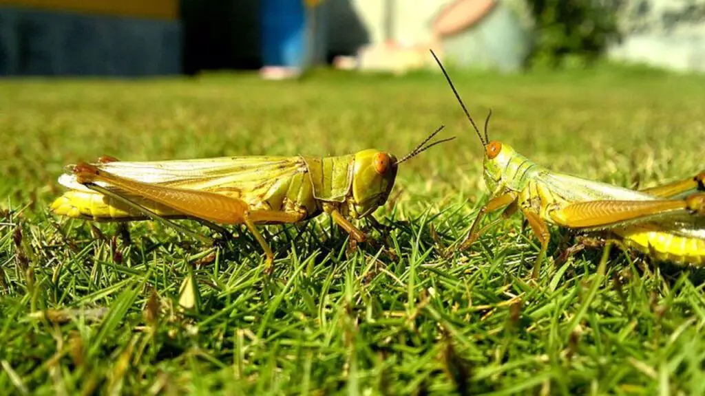 grasshopper fight