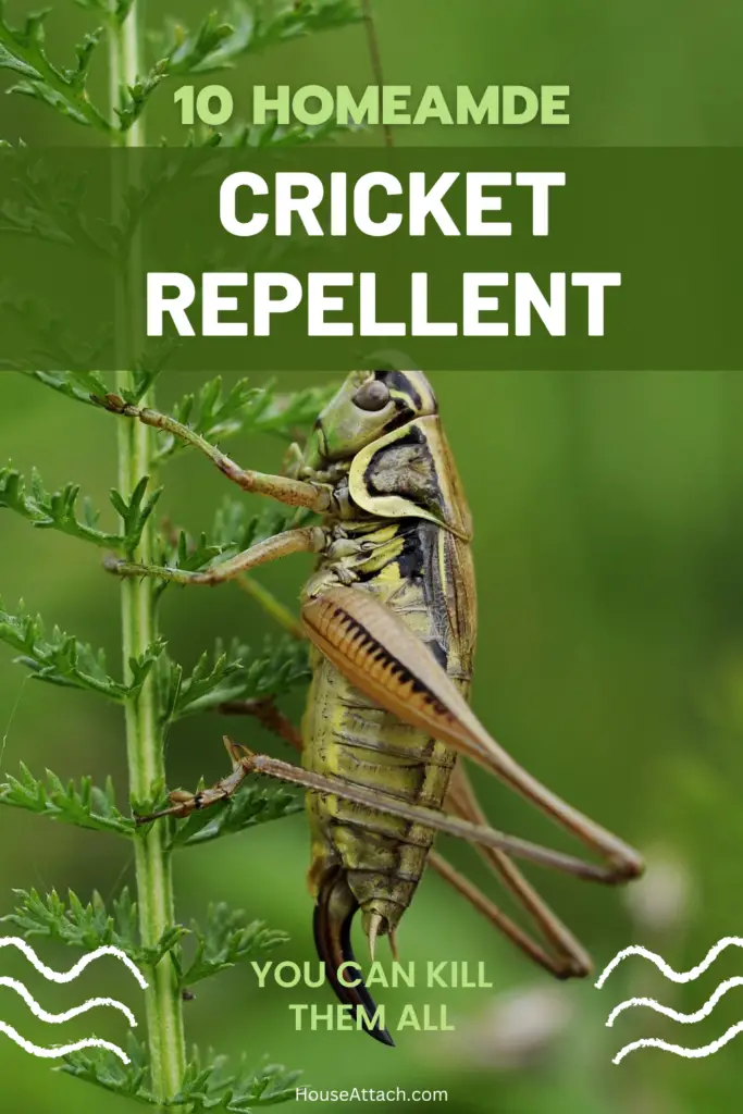 homemade cricket repellent