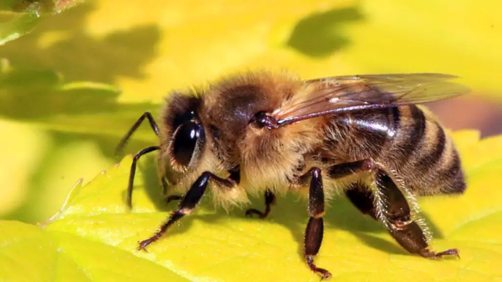 honey bee on floor