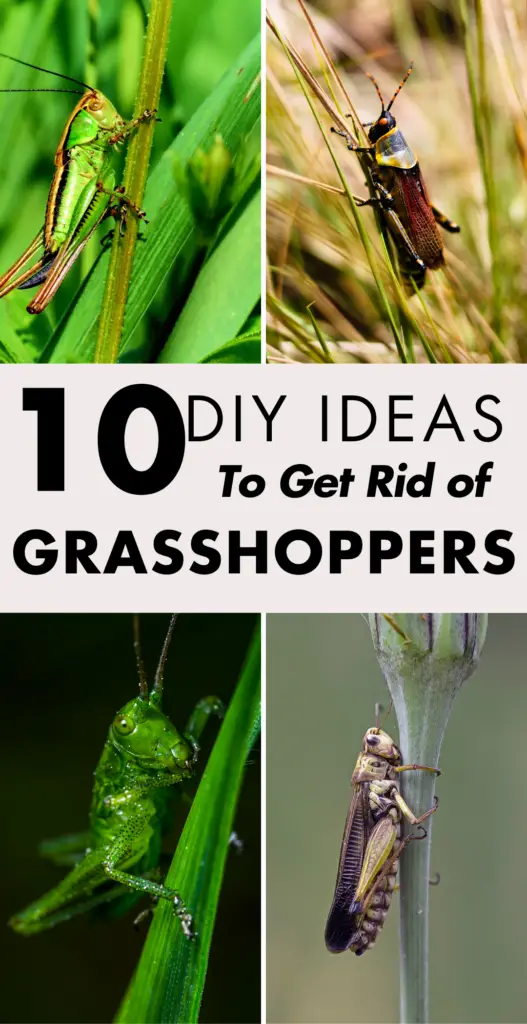 how To Get Rid of Grasshoppers