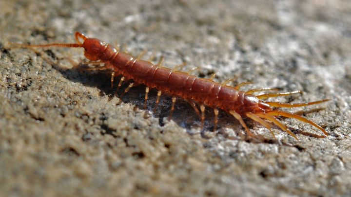 how to get rid of centipedes