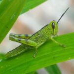 how to get rid of grasshoppers