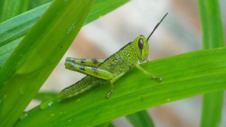 how to get rid of grasshoppers