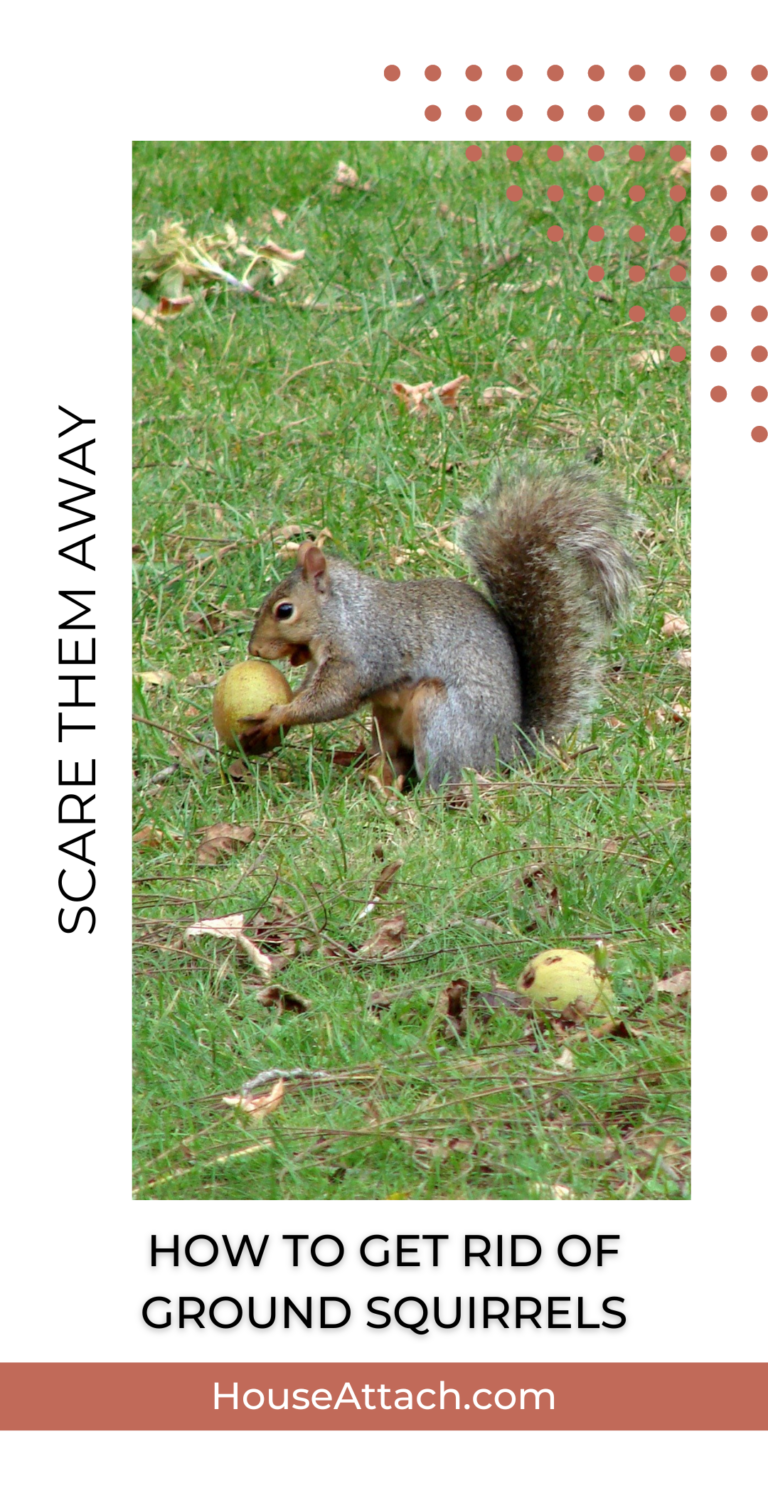 How to Get Rid of Squirrels from Your Home and Garden