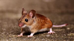 How To Get Rid Of Mice From The House And Garden