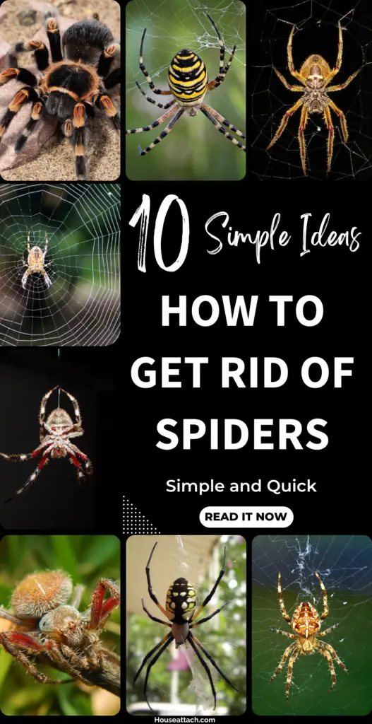 how to get rid of spiders
