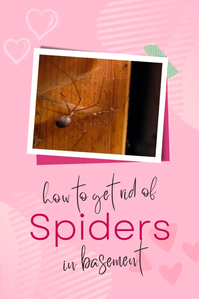 how to get rid of spiders in basement