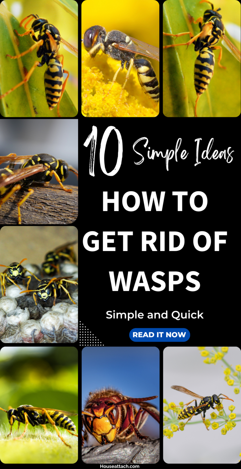 How To Get Rid Of Wasps From Home And Garden How To Get Rid Of Wasps From Home And Garden